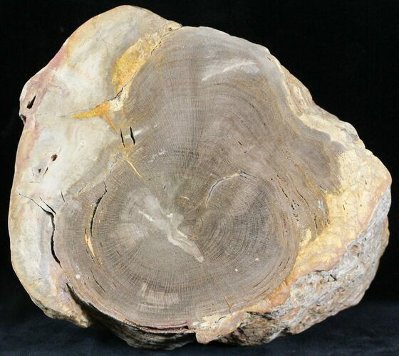 Petrified Wood End-Cut - Stirling Range, Australia #22982